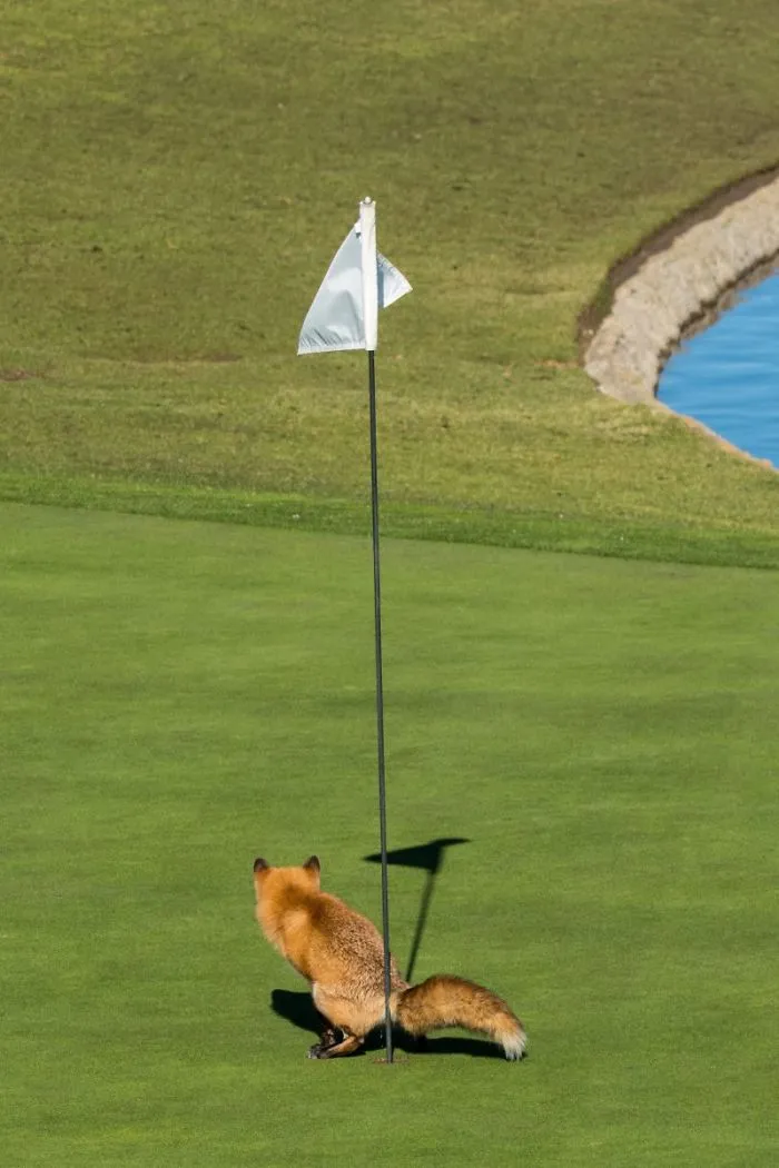 “En tres golpes cortos”, Douglas Croft