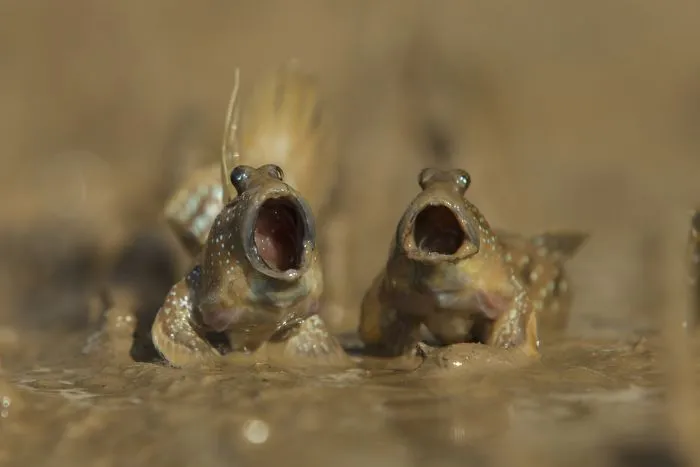 "Peces del fango con talento", Daniel Trim