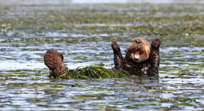 "Nutria marina entusiasta", Penny Palmer