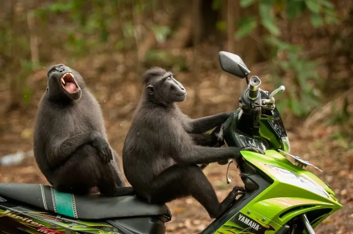 "Monos escapando", Katy Laveck-Foster