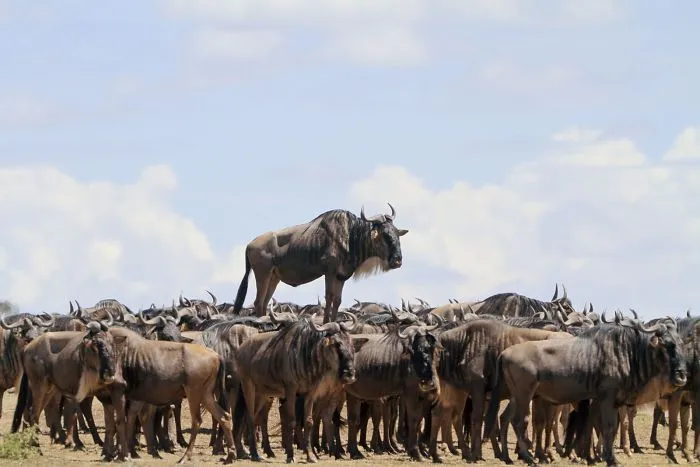 "Encuentros animales", Jacques Alcalay