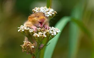 14 Funniest Wildlife Photos Of 2017 Have Been Announced, And They Will Make Your Day