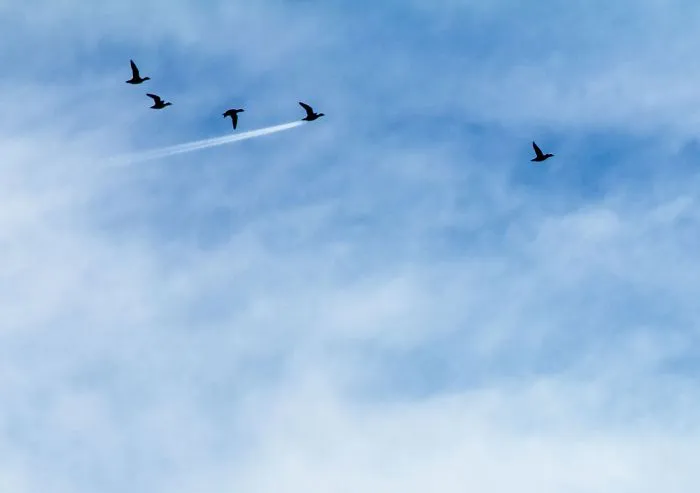 Ganador en la categoría Aire, "Velocidad de pato", John Threlfall