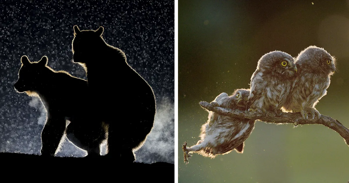 Se anuncian las 14 fotos de fauna más divertidas de 2017 que te harán reír a carcajadas