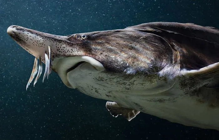 Esturión beluga
