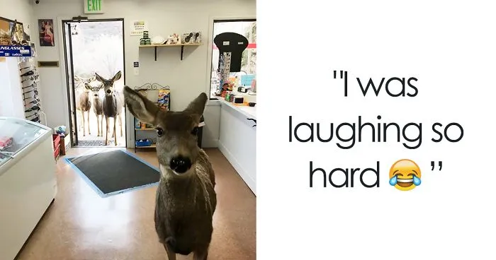 Deer Walks Into Store To Check Their Goods, Comes Back Later With Her Kids