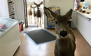 Deer Walks Into Store To Check Their Goods, Comes Back Later With Her Kids