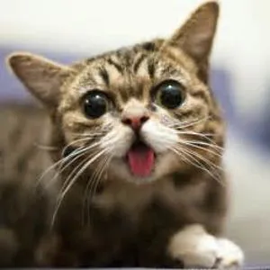 Cate D