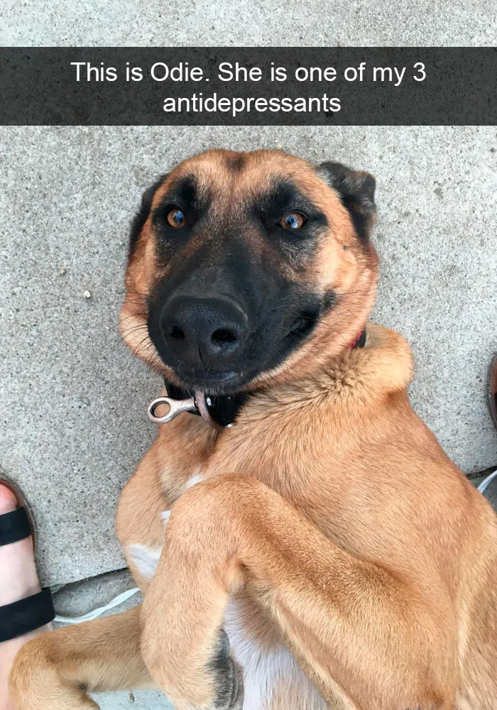 191 Hilarious Dog Snapchats That Are Impawsible Not To Laugh At (Part 4)