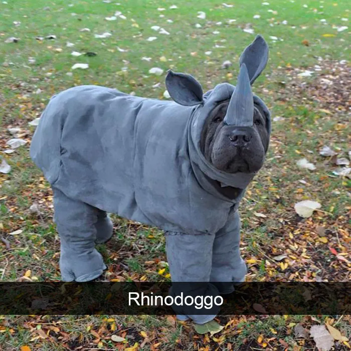 191 Hilarious Dog Snapchats That Are Impawsible Not To Laugh At (Part 4)