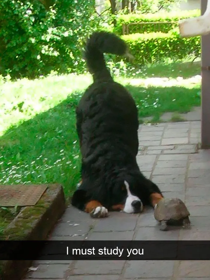 191 Hilarious Dog Snapchats That Are Impawsible Not To Laugh At (Part 4)