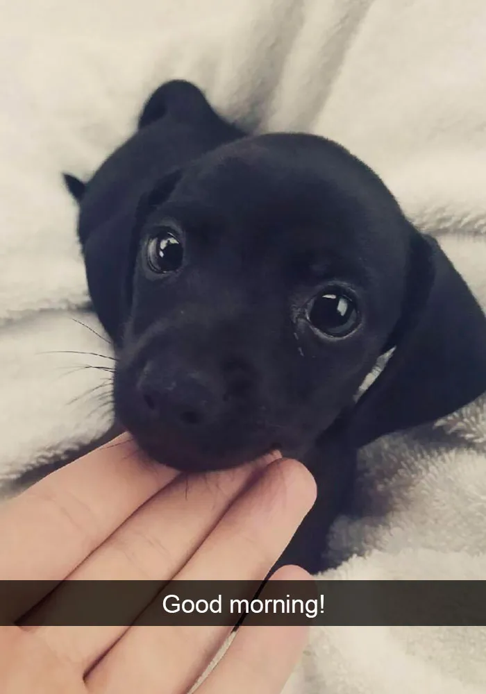191 Hilarious Dog Snapchats That Are Impawsible Not To Laugh At (Part 4)