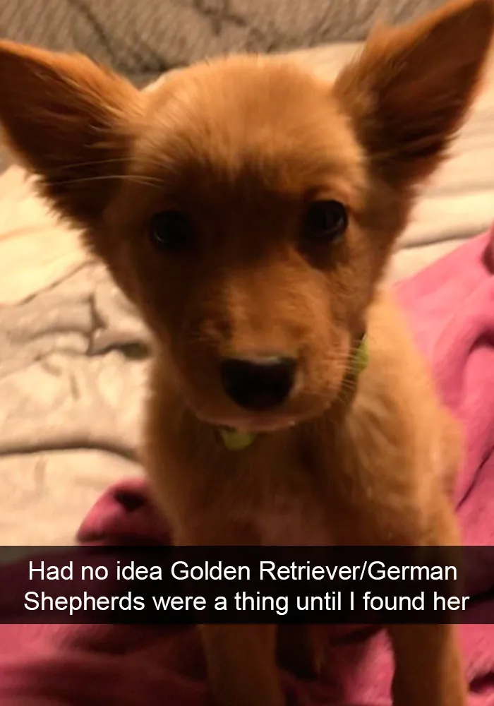 191 Hilarious Dog Snapchats That Are Impawsible Not To Laugh At (Part 4)