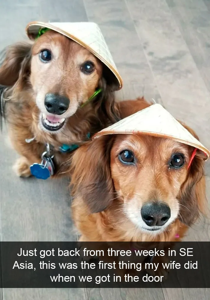 191 Hilarious Dog Snapchats That Are Impawsible Not To Laugh At (Part 4)