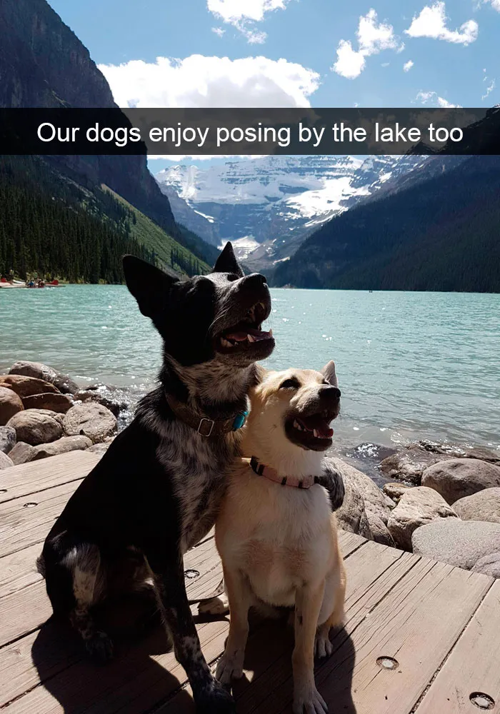 191 Hilarious Dog Snapchats That Are Impawsible Not To Laugh At (Part 4)