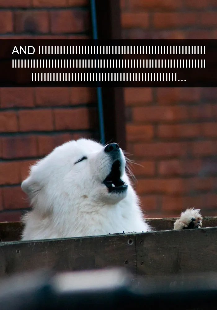 191 Hilarious Dog Snapchats That Are Impawsible Not To Laugh At (Part 4)