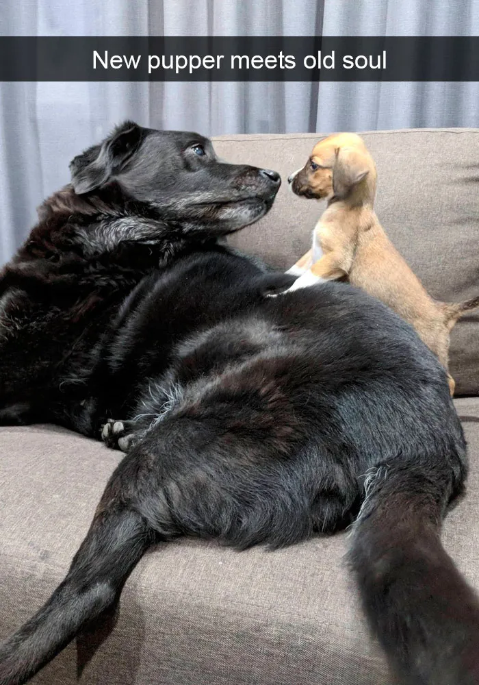 191 Hilarious Dog Snapchats That Are Impawsible Not To Laugh At (Part 4)