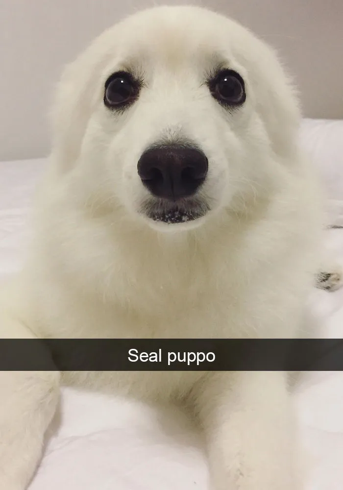 191 Hilarious Dog Snapchats That Are Impawsible Not To Laugh At (Part 4)