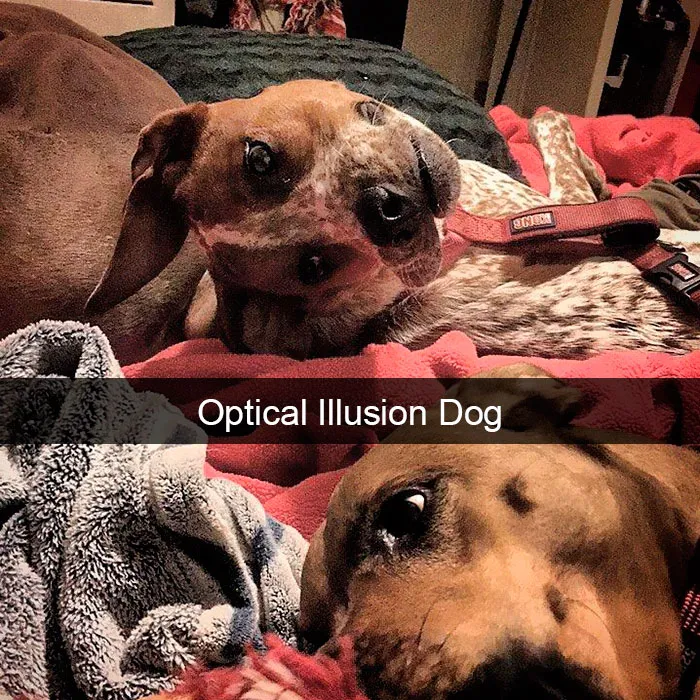 191 Hilarious Dog Snapchats That Are Impawsible Not To Laugh At (Part 4)