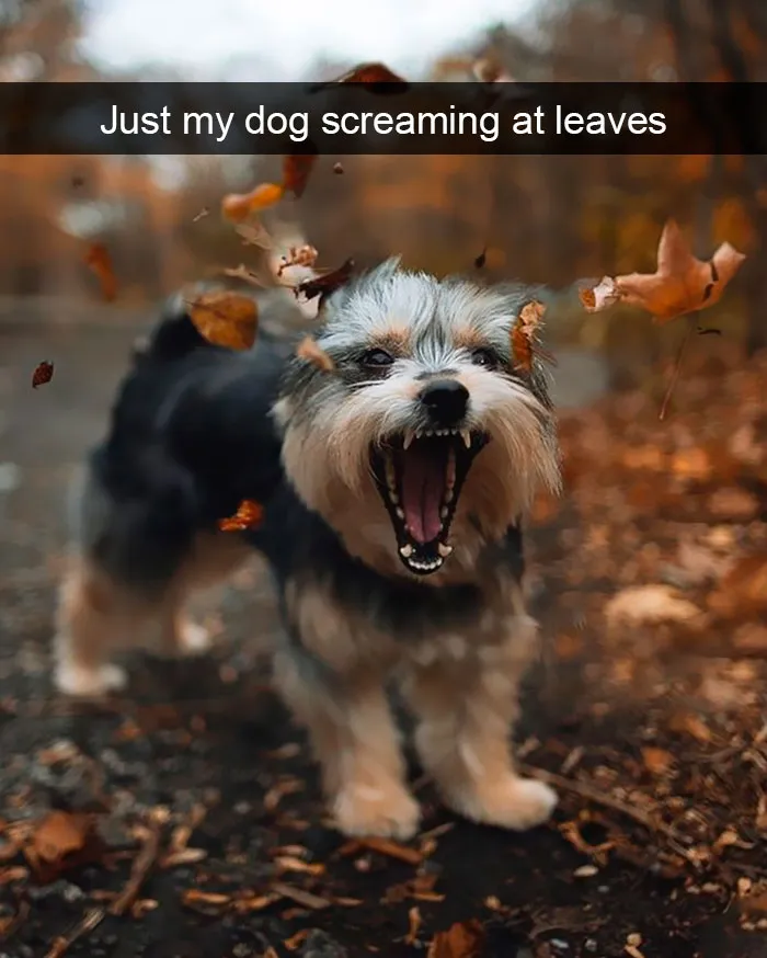 191 Hilarious Dog Snapchats That Are Impawsible Not To Laugh At (Part 4)