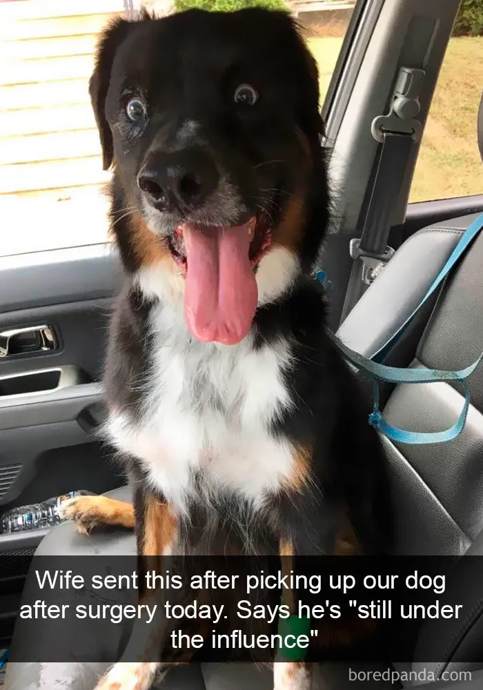 191 Hilarious Dog Snapchats That Are Impawsible Not To Laugh At (Part 4)