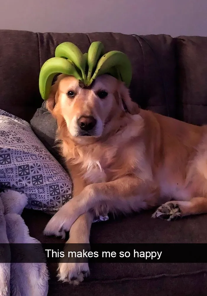 191 Hilarious Dog Snapchats That Are Impawsible Not To Laugh At (Part 4)