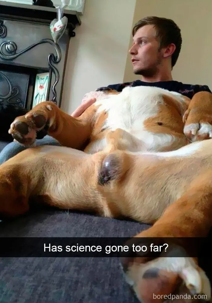 191 Hilarious Dog Snapchats That Are Impawsible Not To Laugh At (Part 4)