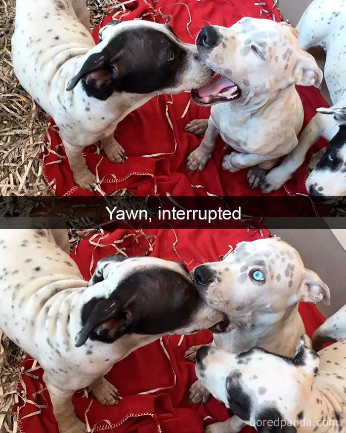 191 Hilarious Dog Snapchats That Are Impawsible Not To Laugh At (Part 4)