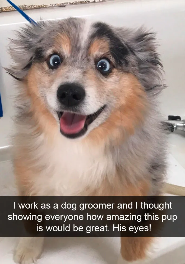 191 Hilarious Dog Snapchats That Are Impawsible Not To Laugh At (Part 4)