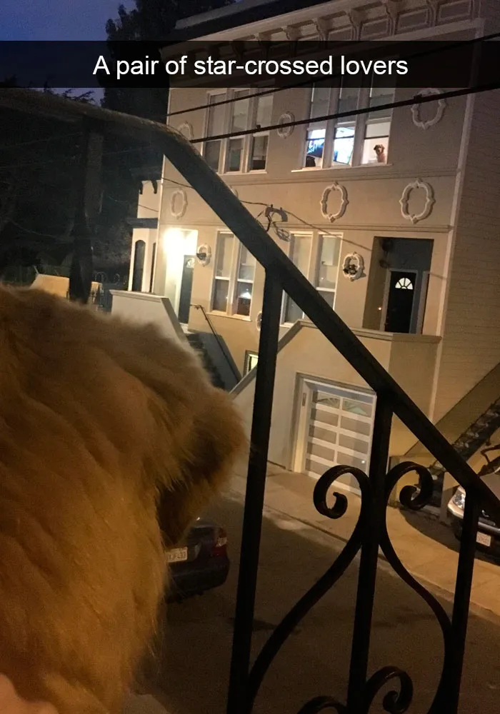 191 Hilarious Dog Snapchats That Are Impawsible Not To Laugh At (Part 4)