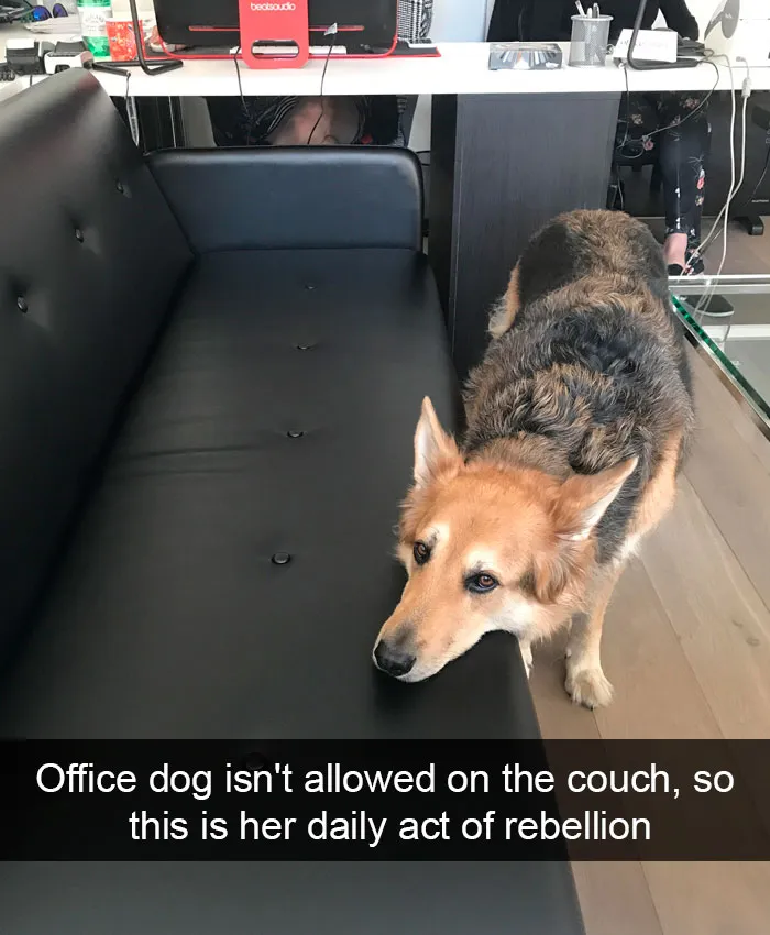 191 Hilarious Dog Snapchats That Are Impawsible Not To Laugh At (Part 4)