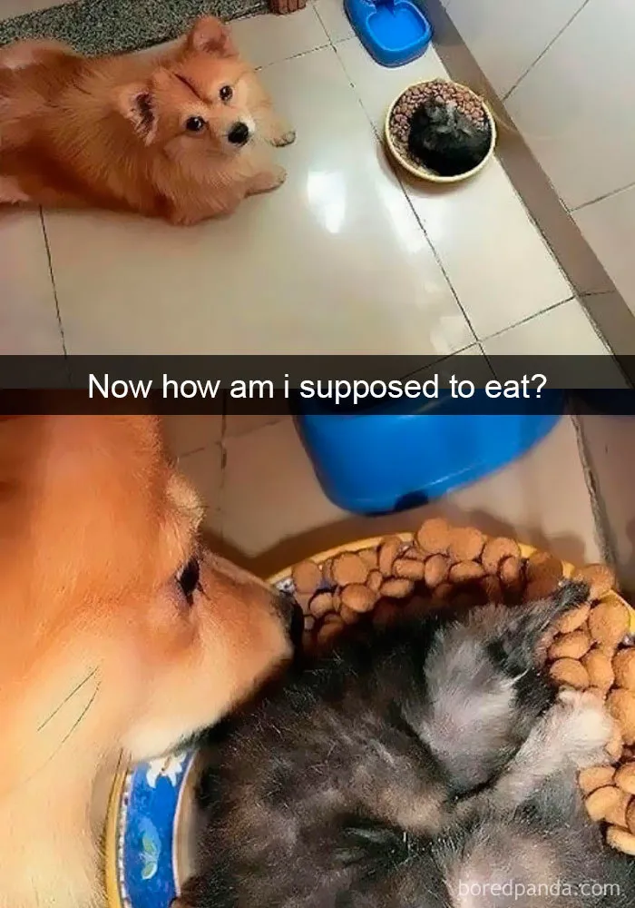 191 Hilarious Dog Snapchats That Are Impawsible Not To Laugh At (Part 4)