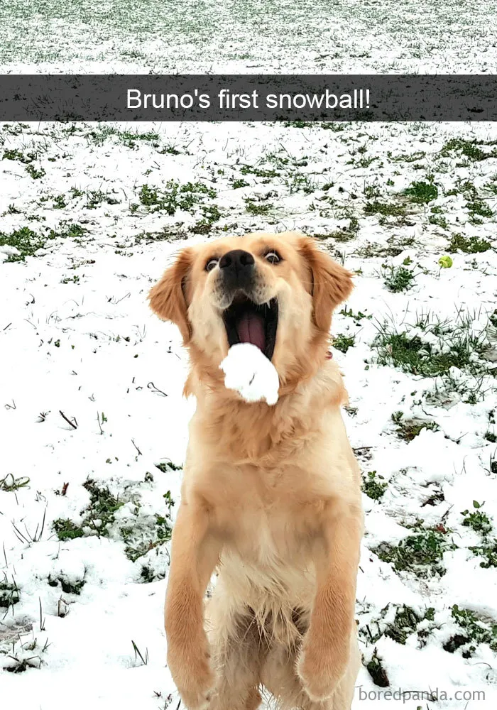 191 Hilarious Dog Snapchats That Are Impawsible Not To Laugh At (Part 4)