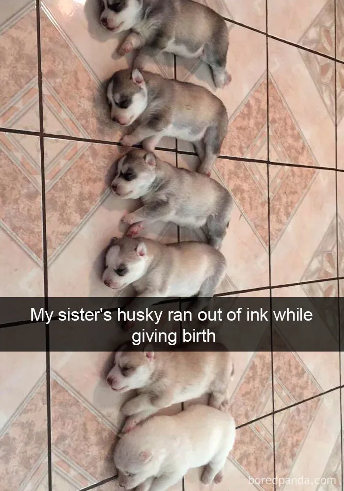 191 Hilarious Dog Snapchats That Are Impawsible Not To Laugh At (Part 4)