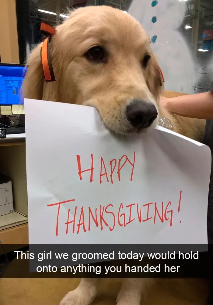 191 Hilarious Dog Snapchats That Are Impawsible Not To Laugh At (Part 4)