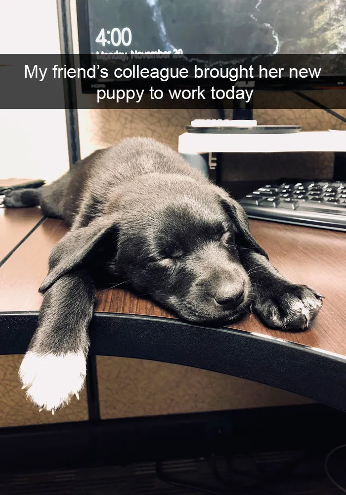 191 Hilarious Dog Snapchats That Are Impawsible Not To Laugh At (Part 4)