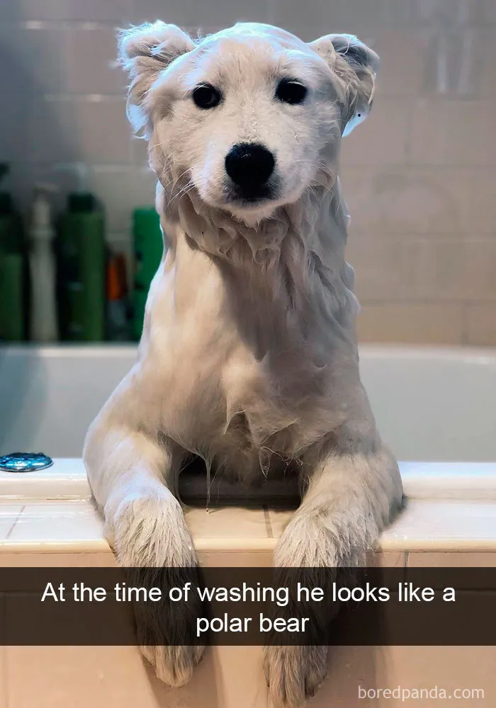 191 Hilarious Dog Snapchats That Are Impawsible Not To Laugh At (Part 4)
