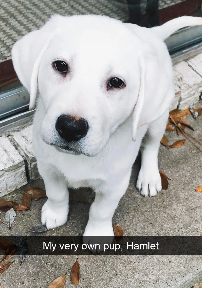 191 Hilarious Dog Snapchats That Are Impawsible Not To Laugh At (Part 4)