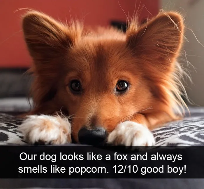 191 Hilarious Dog Snapchats That Are Impawsible Not To Laugh At (Part 4)