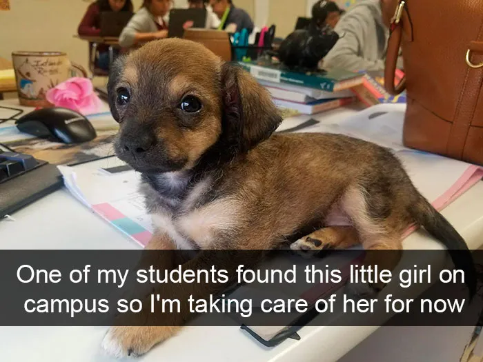 191 Hilarious Dog Snapchats That Are Impawsible Not To Laugh At (Part 4)