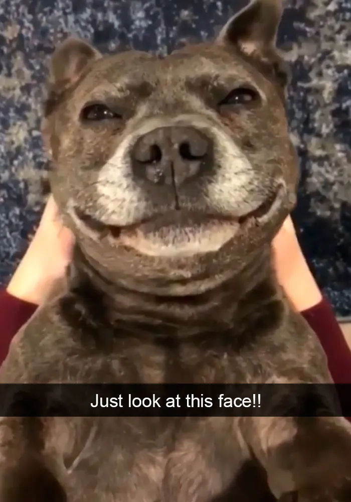 191 Hilarious Dog Snapchats That Are Impawsible Not To Laugh At (Part 4)