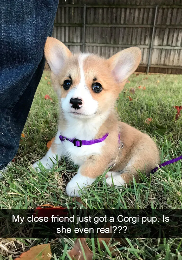 191 Hilarious Dog Snapchats That Are Impawsible Not To Laugh At (Part 4)