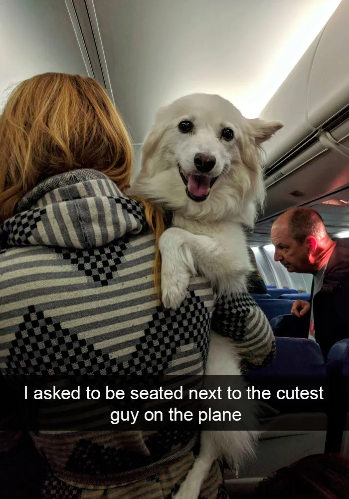 191 Hilarious Dog Snapchats That Are Impawsible Not To Laugh At (Part 4)