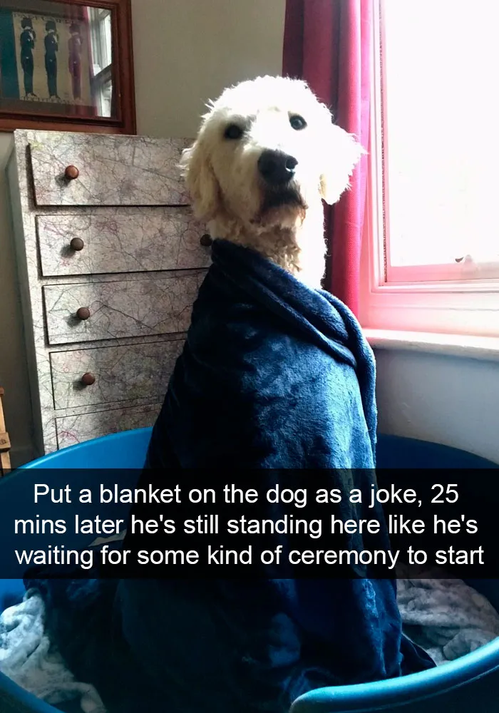 191 Hilarious Dog Snapchats That Are Impawsible Not To Laugh At (Part 4)
