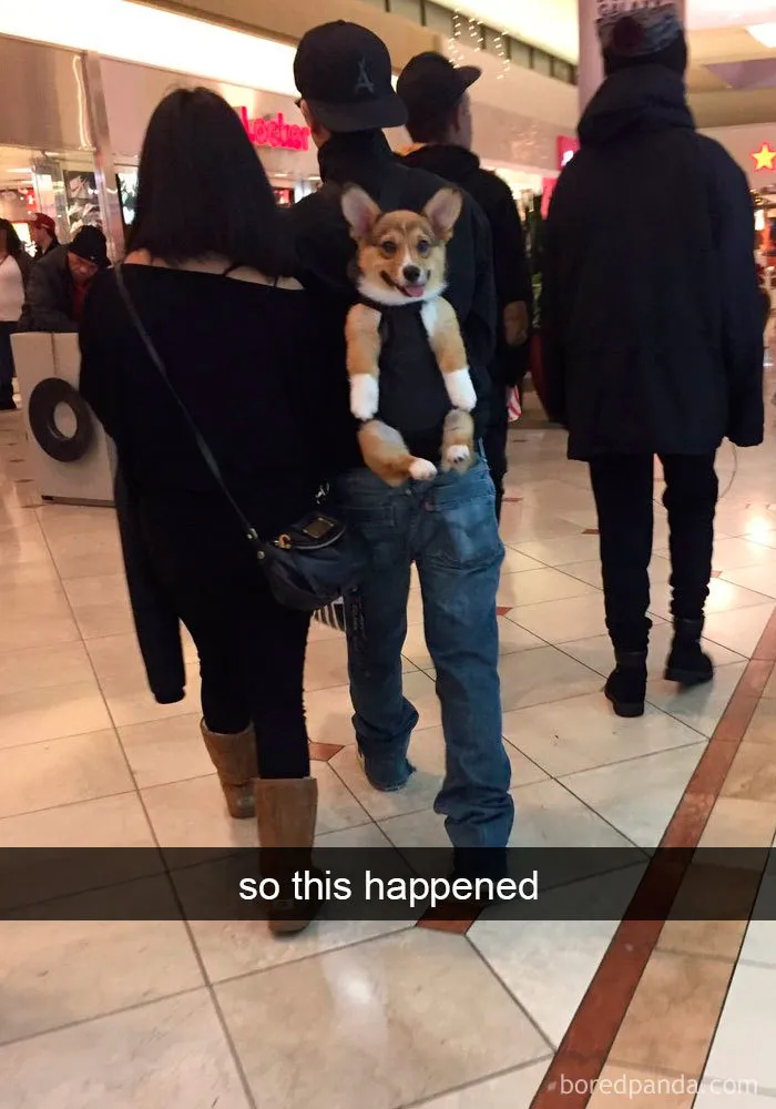 191 Hilarious Dog Snapchats That Are Impawsible Not To Laugh At (Part 4)