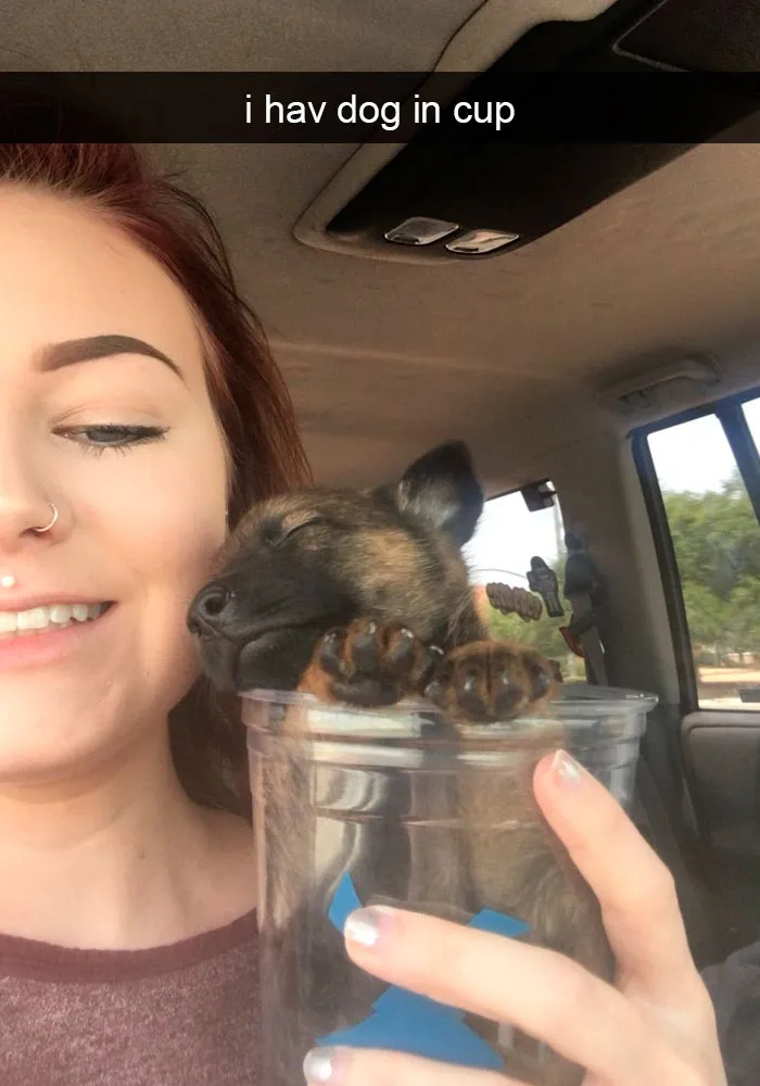 191 Hilarious Dog Snapchats That Are Impawsible Not To Laugh At (Part 4)