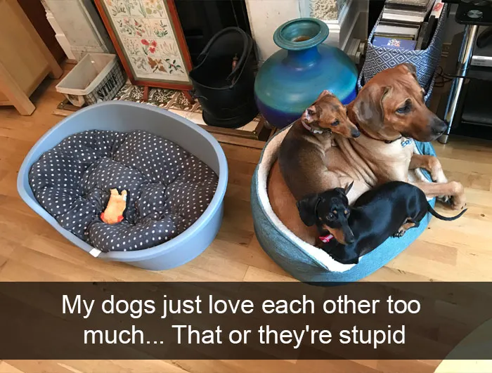191 Hilarious Dog Snapchats That Are Impawsible Not To Laugh At (Part 4)