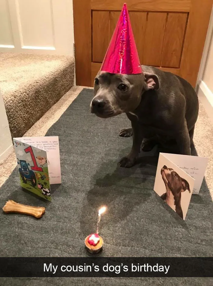 191 Hilarious Dog Snapchats That Are Impawsible Not To Laugh At (Part 4)