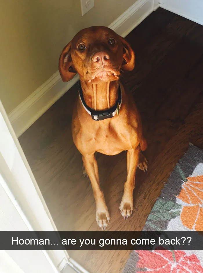 191 Hilarious Dog Snapchats That Are Impawsible Not To Laugh At (Part 4)