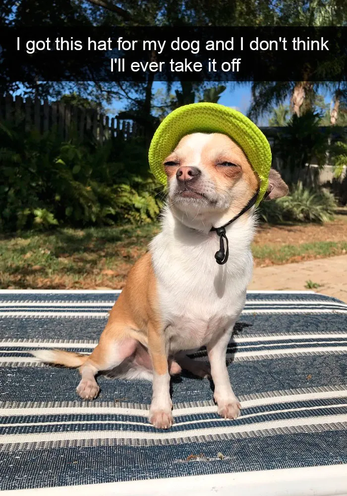 191 Hilarious Dog Snapchats That Are Impawsible Not To Laugh At (Part 4)